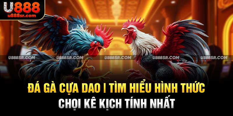 Đá Gà Cựa Dao - Tìm Hiểu Hình Thức Chọi Kê Kịch Tính Nhất