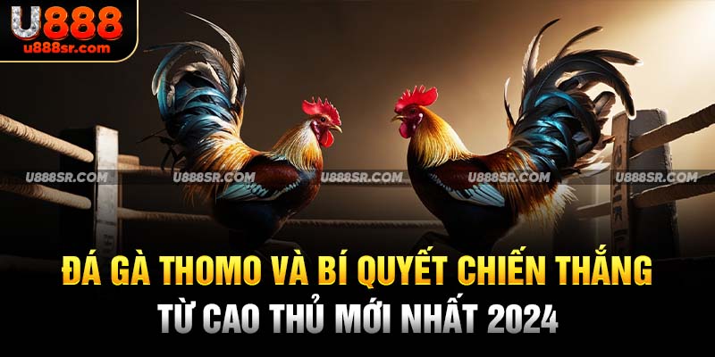 Đá Gà Thomo Và Bí Quyết Chiến Thắng Từ Cao Thủ Mới Nhất 2024