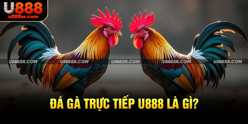 Đá gà trực tiếp U888 là gì? 