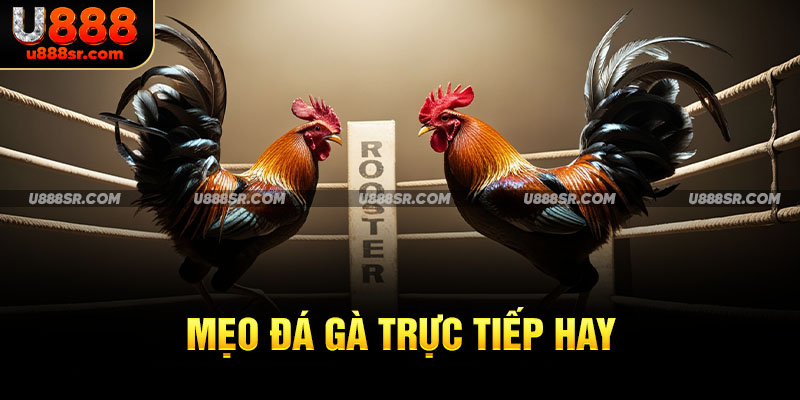 Mẹo đá gà trực tiếp hay 