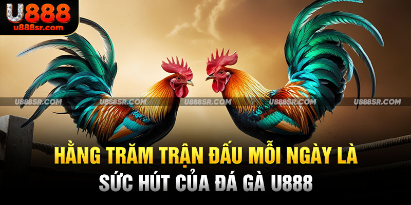 Hằng trăm trận đấu mỗi ngày là sức hút của đá gà U888